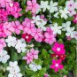 Beautiful Periwinkle Flowers 20 PCS Seeds