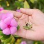 Beautiful Periwinkle Flowers 20 PCS Seeds