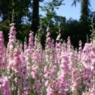 Beautiful Pink Larkspur Flower 30 PCS Seeds Beautiful Pink Larkspur Flower 30 PCS Seeds