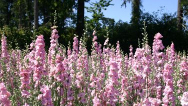 Beautiful Pink Larkspur Flower 30 PCS Seeds