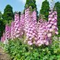 Beautiful Pink Larkspur Flower 30 PCS Seeds