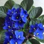 Beautiful Plant Bonsai Flower Bonsai African Red Purple Mini Blue Violet 100 PCS Seeds