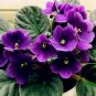 Beautiful Plant Bonsai Flower Bonsai African Red Purple Mini Blue Violet 100 PCS Seeds