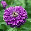 Beautiful Purple Fireball Zinnia Flower 50 PCS Seeds