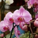 Beautiful Red Phalaenopsis Bonsai Butterfly Orchid 100 PCS Seeds