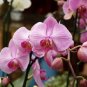 Beautiful Red Phalaenopsis Bonsai Butterfly Orchid 100 PCS Seeds