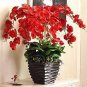 Beautiful Red Phalaenopsis Bonsai Butterfly Orchid 100 PCS Seeds