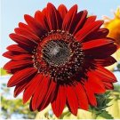 Beautiful Red Sun Plant Flower 220 PCS Seeds