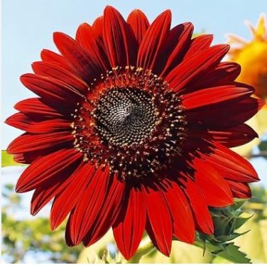 Beautiful Red Sun Plant Flower 220 PCS Seeds