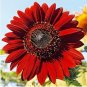 Beautiful Red Sun Plant Flower 220 PCS Seeds