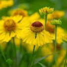 Beautiful Sneezeweed Flower 50 PCS Seeds