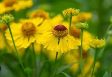 Beautiful Sneezeweed Flower 50 PCS Seeds