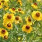 Beautiful Sneezeweed Flower 50 PCS Seeds