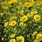 Beautiful Sneezeweed Flower 50 PCS Seeds