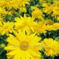 Beautiful Sneezeweed Flower 50 PCS Seeds