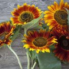 Beautiful Sunflower Ornamental Flower 20 pcs Seeds