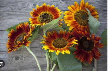 Beautiful Sunflower Ornamental Flower 20 pcs Seeds