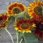 Beautiful Sunflower Ornamental Flower 20 pcs Seeds