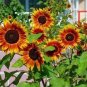 Beautiful Sunflower Ornamental Flower 20 pcs Seeds