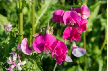 Beautiful Sweet Pea Flower Seeds potted pink sweet pea 15 pcs Seeds