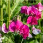 Beautiful Sweet Pea Flower Seeds potted pink sweet pea 15 pcs Seeds