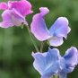 Beautiful Sweet Pea Flower Seeds potted pink sweet pea 15 pcs Seeds