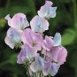 Beautiful Sweet Pea Flower Seeds potted pink sweet pea 15 pcs Seeds
