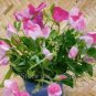Beautiful Sweet Pea Flower Seeds potted pink sweet pea 15 pcs Seeds