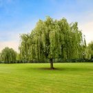 Beautiful True Seeds Fresh Giant Garden Decoration Green Willow Tree 50 pcs Seeds Beautiful True Seeds Fresh Giant Garden Decoration Green Willow Tree 50 pcs Seeds