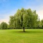Beautiful True Seeds Fresh Giant Garden Decoration Green Willow Tree 50 pcs Seeds