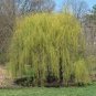 Beautiful True Seeds Fresh Giant Garden Decoration Green Willow Tree 50 pcs Seeds