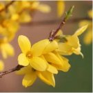 Beautiful Weeping Forsythia 35 pcs Seeds