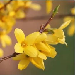 Beautiful Weeping Forsythia 35 pcs Seeds