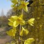 Beautiful Weeping Forsythia 35 pcs Seeds