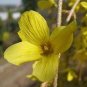 Beautiful Weeping Forsythia 35 pcs Seeds