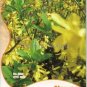 Beautiful Weeping Forsythia 35 pcs Seeds