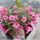 Beautiful Weigela Florida Flower Bonsai Rare Mixing Unique Flower 100 pcs Seeds
