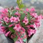 Beautiful Weigela Florida Flower Bonsai Rare Mixing Unique Flower 100 pcs Seeds