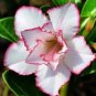Beautiful White Borde rRed Desert Rose Flowers Potted Bonsai 1 pcs Seeds