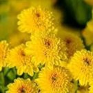 Beautiful Yellow Chrysanthemum 20 pcs Seeds