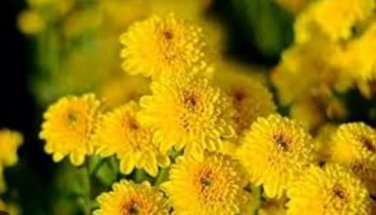 Beautiful Yellow Chrysanthemum 20 pcs Seeds