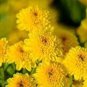 Beautiful Yellow Chrysanthemum 20 pcs Seeds