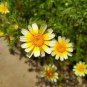 Beautiful Yellow Chrysanthemum 20 pcs Seeds