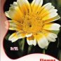 Beautiful Yellow Chrysanthemum 20 pcs Seeds