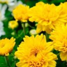 Beautiful Yellow Chrysanthemum Seeds Chrysanthemum Morifolium 100 pcs Seeds