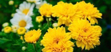 Beautiful Yellow Chrysanthemum Seeds Chrysanthemum Morifolium 100 pcs Seeds