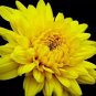 Beautiful Yellow Chrysanthemum Seeds Chrysanthemum Morifolium 100 pcs Seeds