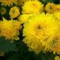 Beautiful Yellow Chrysanthemum Seeds Chrysanthemum Morifolium 100 pcs Seeds