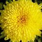 Beautiful Yellow Chrysanthemum Seeds Chrysanthemum Morifolium 100 pcs Seeds