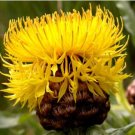 Beautiful Yellow Cornflower Flower 40 pcs Seeds